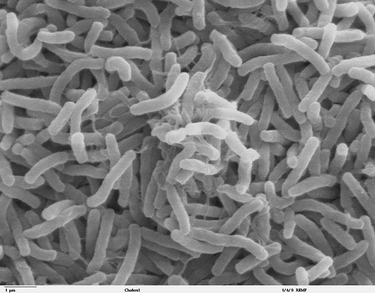Mikroskopisch angefertigte Aufnahme von Bakterien
